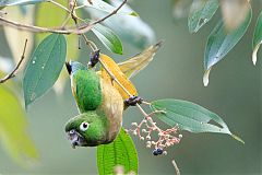 Olive-throated Parakeet